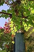 GRAPES ON A VINE BY A STONE FARMHOUSE