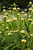 PHLOMIS RUSSELIANA