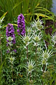 ERYNGIUM BOUGATII