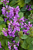 STACHYS MACRANTHA SUPERBA