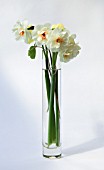 NARCISSUS IN GLASS VASE