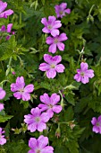 GERANIUM OXONIANUM CLARIDGE DRUCE