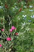 LYCHNIS  ERYNGIUM AND NIGELLA