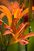 HEMEROCALLIS