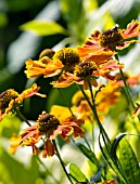 HELENIUM MOORHEIM BEAUTY