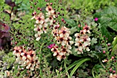 VERBASCUM HELEN JOHNSON