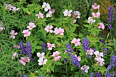 LAVANDULA AND GERANIUM