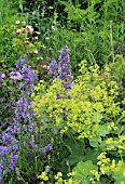 NEPETA AND  ALCHEMILLA