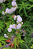 GERANIUM SUMMER SKIES