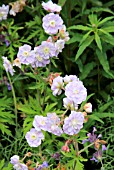 GERANIUM SUMMER SKIES