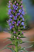 ECHIUM PININANA, FLOWER