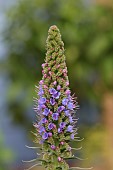 ECHIUM PININANA, FLOWER