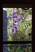 WISTERIA SINENSIS, WINDOW VIEW, BALCONY