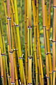 PHYLLOSTACHYS AUREOSULCATA SPECTABILIS