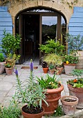 PLANTS IN POTS BY A STONE FARMHOUSE DOORWAY, PATIO