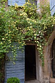 ROSA BANKSIAE LUTEA GROWING ON A STONE FARMHOUSE, FLOWER, BRANCH,