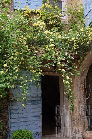 ROSA_BANKSIAE_LUTEA_GROWING_ON_A_STONE_FARMHOUSE_FLOWER_BRANCH