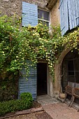 ROSA BANKSIAE LUTEA GROWING ON A STONE FARMHOUSE, FLOWER, BRANCH,