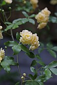 ROSA BANKSIAE LUTEA GROWING ON A STONE FARMHOUSE, FLOWER