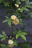 ROSA BANKSIAE LUTEA GROWING ON A STONE FARMHOUSE, FLOWER