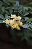 ROSA BANKSIAE LUTEA GROWING ON A STONE FARMHOUSE, FLOWER