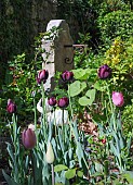 VARIOUS TULIPS IN FRONT OF A STONE WALL, WATER FEATURE, TULIPA MIX, RED WHITE, PINK