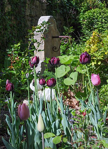 VARIOUS_TULIPS_IN_FRONT_OF_A_STONE_WALL_WATER_FEATURE_TULIPA_MIX_RED_WHITE_PINK