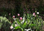 VARIOUS TULIPS IN FRONT OF A STONE WALL, TULIPA MIX, RED WHITE, PINK