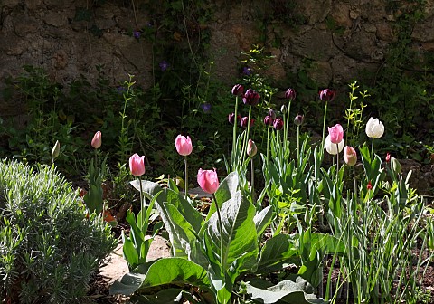 VARIOUS_TULIPS_IN_FRONT_OF_A_STONE_WALL_TULIPA_MIX_RED_WHITE_PINK