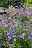 GERANIUM AND NIGELLA