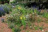 WILD PLANTING AT NARBOROUGH HALL GARDENS