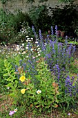 WILD PLANTING AT NARBOROUGH HALL GARDENS