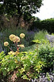 ANGELICA IN THE DROUGHT TOLLERANT GARDEN AT NARBOROUGH HALL