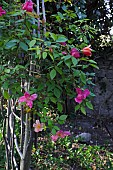 ROSA CHINENSIS ON A RUSTIC ROSE SUPPORT