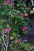 ROSA CHINENSIS ON A RUSTIC ROSE SUPPORT