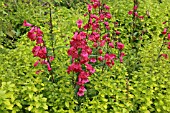 PENSTEMON SCHOENHOLZRI WITH ORIGANUM