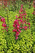 PENSTEMON SCHOENHOLZRI WITH ORIGANUM