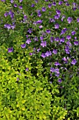 GERANIUM AND ORIGANUM