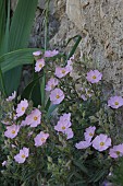 PINK SMALL FLOWERED CISTUS