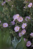 PINK SMALL FLOWERED CISTUS