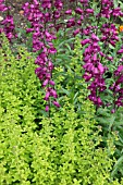 PENSTEMON AND ORIGANUM