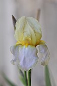 YELLOW BEARDED IRIS, CLOSE-UP