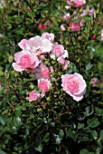 ROSA BONICA