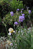 BLUE AND YELLOW BEARDED IRIS, FLOWER