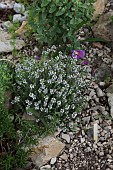 FLOWERING THYME ON A GRAVEL/SCREE BED