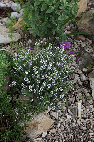 FLOWERING_THYME_ON_A_GRAVELSCREE_BED