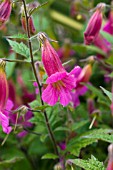 REHMANNIA ELATA