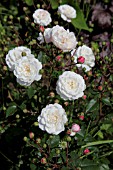 ROSA WHITE PET