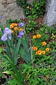 OSTEOSPERMUM ORANGE AND BLUE BEARDED IRIS