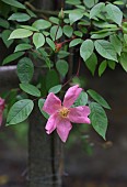 ROSA CHINENSIS ON A RUSTIC ROSE SUPPORT